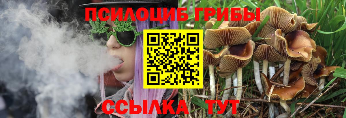 Подольск  Псилоцибиновые грибы MAGIC MUSHROOMS  купить  цена  Псилоцибиновые грибы Psilocybe  Вход с VPN 